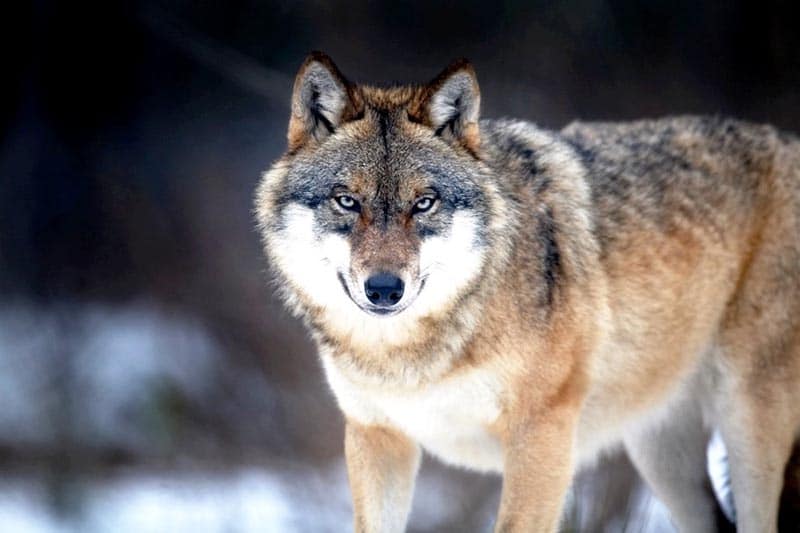 Wolf hunting in Romania