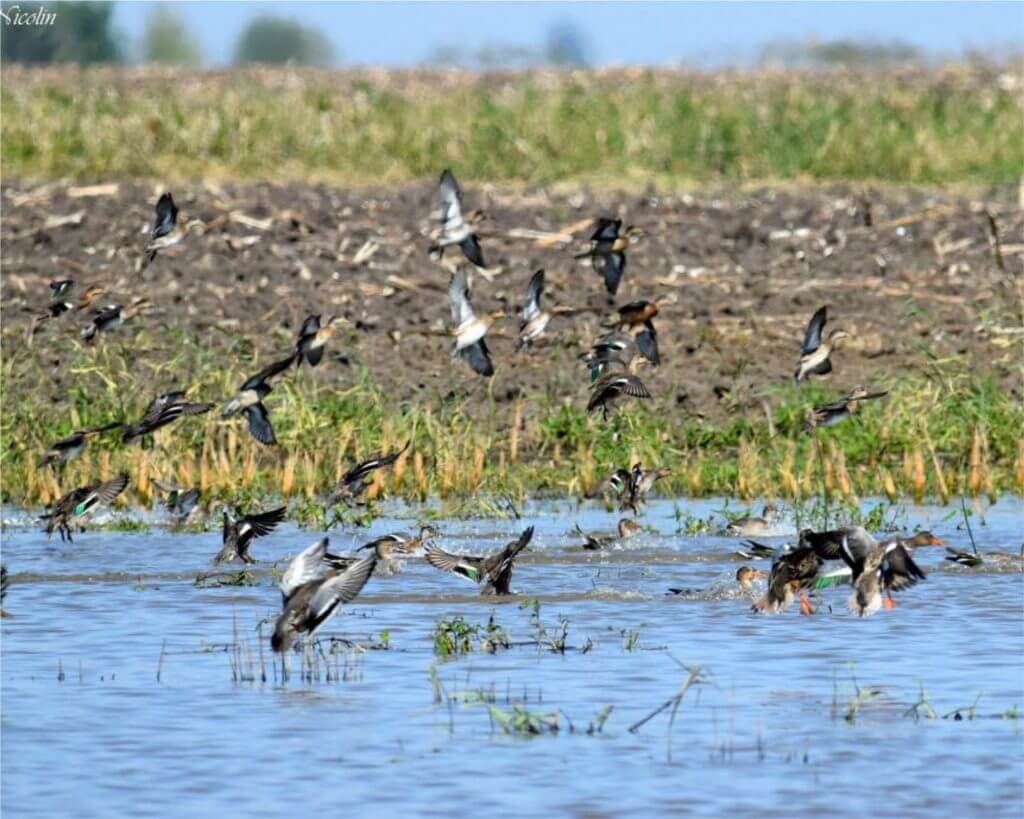 duck hunting in romania