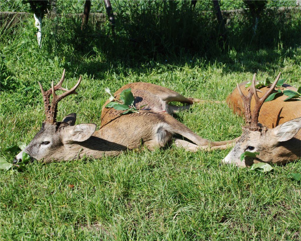 roe deer hunting romania