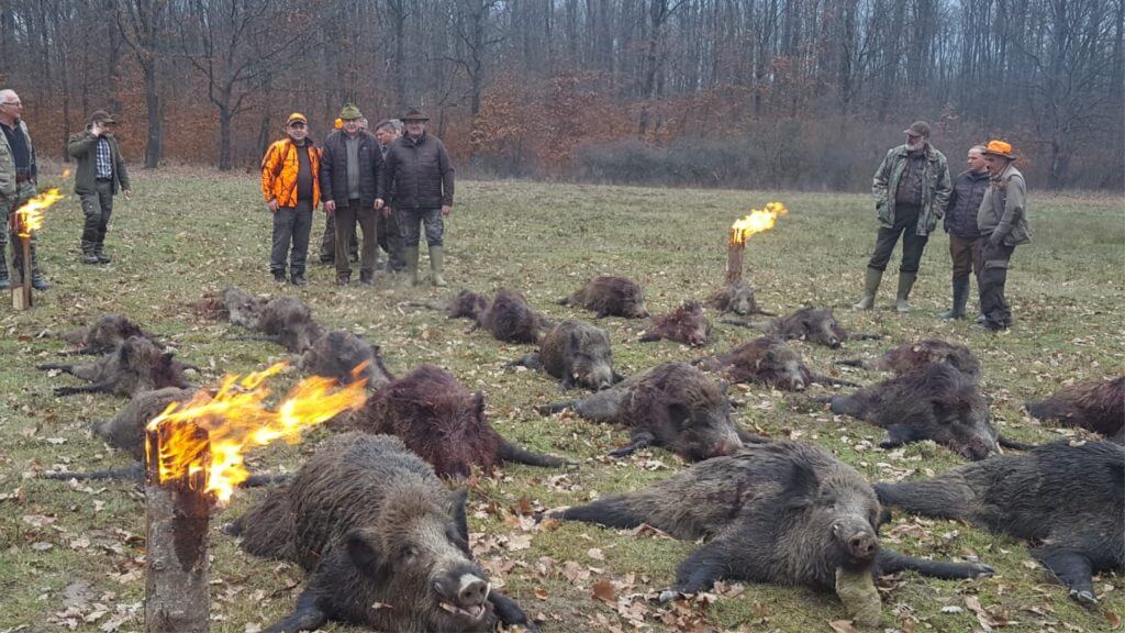 wild-boar-hunting-in-romania