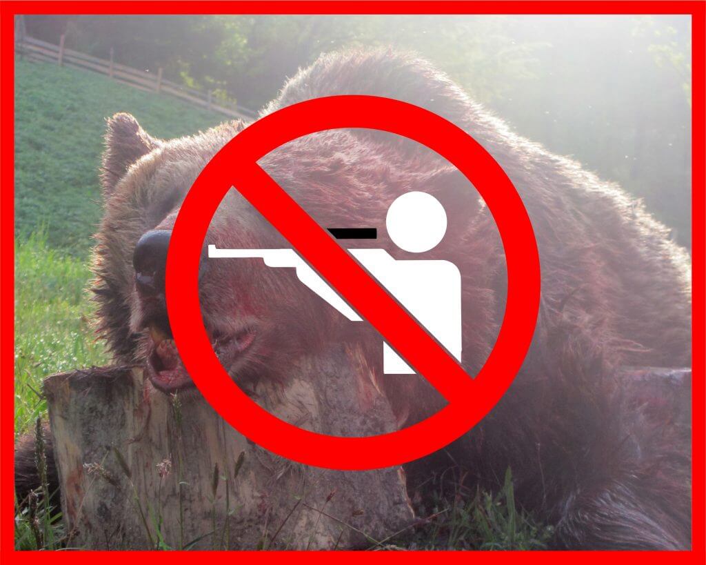 BANN BEAR 1