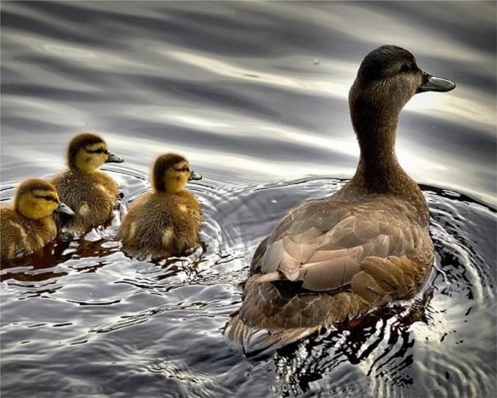 Duck1
